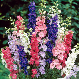 Rocket Larkspur Mixed - Colourful Frenzy, a Mix of Pastel Shades - Delphinium consolida - Premium Seeds