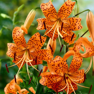 Tiger-Lilie - Tigrinum - Lilium - Intensiv orangefarbenes Leuchten
