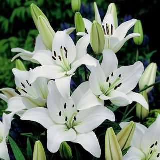 Asiatische Lilie - Weiß - Lilium - Schneeweiße Blüten voller Eleganz
