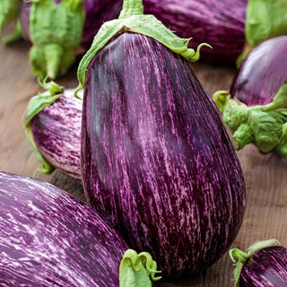 Aubergine Tsakoniki - Unique Aroma and Intense Flavour, Long Harvesting Period - Premium Seeds