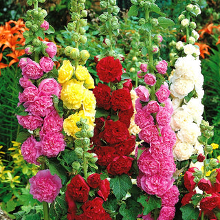 Hollyhock Mixed - Full, Colourful Flowers Covering Entire Stems - Alcea rosea - Premium Seeds