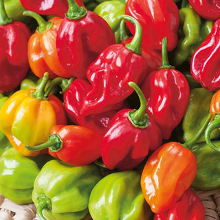 Chilli Pepper Habanero Mixed - The Queen of Spicy Flavours, Excellent for Pickles and Sauces - Capsicum chinense - Premium Seeds