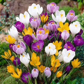Großblumiger Krokus - Farbmischung - Crocus - Bunte Mischung aus Frühlingsblumen - 10 Blumenzwiebeln