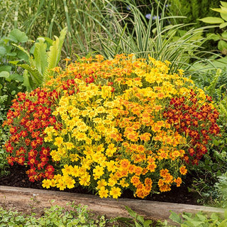 Signet Marigold Mixed - Hundreds of Small, Colourful Flowers, Easy to Care For - Tagetes tenuifolia - Premium Seeds
