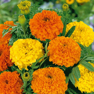 African Marigold Mixed - Large, Full Flowers, Long-Lasting and Durable, Great for Borders - Tagetes erecta - Premium Seeds