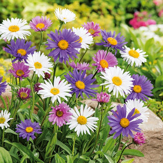Alpine Aster Mixed - Amazing Wealth of Colours - Aster alpinus - Premium Seeds