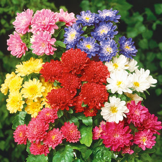 Dwarf Aster Pinocchio - Stunningly Colourful, Full Flower Clusters - Callistephus chinensis - Premium Seeds