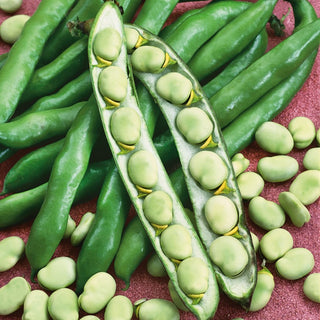 Broad Bean White Windsor - Abundant and Tasty Harvests, Easy to Grow - Premium Seeds