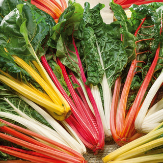 Swiss Chard Mixed - Valuable Minerals, Rich in Iron, Potassium, Sodium, and Calcium - Beta vulgaris var. vulgaris - Premium Seeds