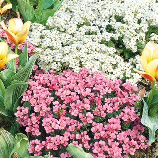 Alpine Rock-Cress Mixed - Wonderfully Colourful Flowers for Any Garden - Arabis alpina - Premium Seeds