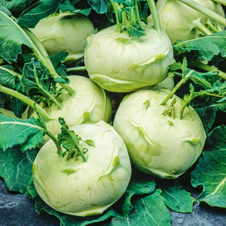 Kohlrabi Di Vienna bianco - Frühe Ernte, zart und süß - Großpackung - 50 g