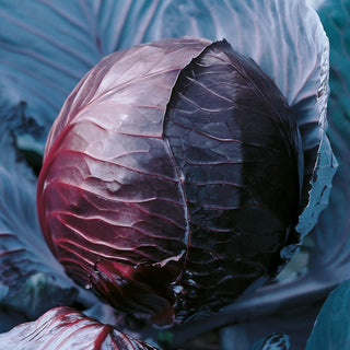 Red Cabbage Koda - Crunchy, Juicy, Full of Vitamins, Perfect for Salads - Brassica oleracea convar. capitata var. rubra - Premium Seeds