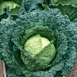 Savoy Cabbage Vertus 2 - Productive, Tasty, Excellent for Long Storage - Brassica oleracea var. sabauda - Premium Seeds