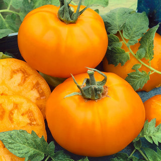 Tomato Golden Ożarowski - Delightfully Meaty, Easy to Grow, Juicy and Full of Flavour - Premium Seeds