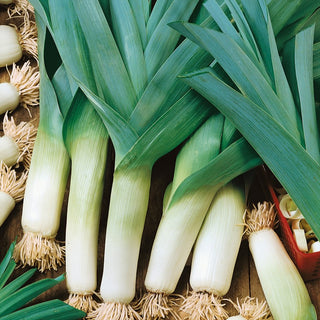 Leek Carentan 3 - Unique Flavour and Aroma, Excellent for Soups and Salads - Premium Seeds