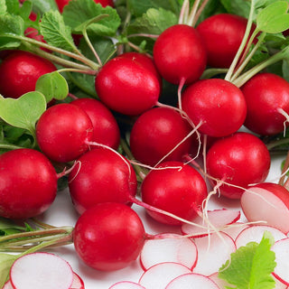 BIO Radieschen Saxa 2 - Frühe Ernte, Zuverlässiger Ertrag - Premium-Saatgut