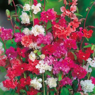 Elegant Clarkia Mixed - Summer Explosion of Colours - Clarkia elegans - Premium Seeds
