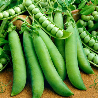 Climbing Pea Telephone - Extraordinary Variety with Large Pods, Rich in Flavour and Aroma - Pisum sativum - Premium Seeds