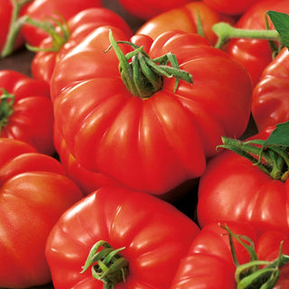 Tomato Marmande - Sweet Meaty Fruits, Very Productive, Early Variety - Premium Seeds