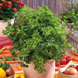 Celery Pikant - Tasty and Healthy, Frost-Resistant - Premium Seeds