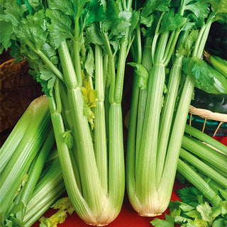 Celery Malachit - Excellent Taste and Aroma, Easy to Grow - Premium Seeds