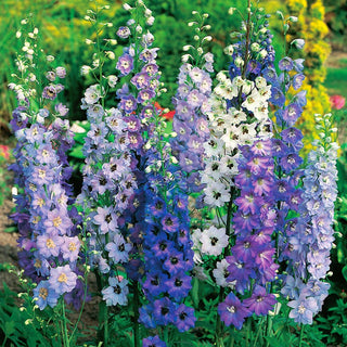 Perennial Larkspur Mixed - Multicoloured Flower Clusters up to 200 cm, Frost-Resistant - Delphinium x cultorum - Premium Seeds