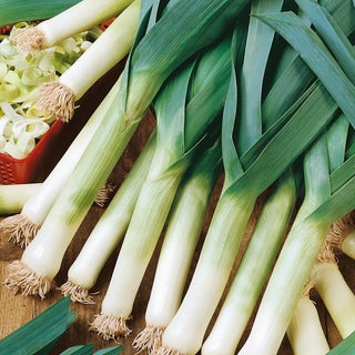 Leek Albos - Very Vigorous Growth, Ideal for Summer and Autumn Harvests - Premium Seeds