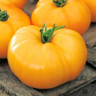 Tomato Jantar - Easy to Grow, High Productivity, Excellent Flavour - Premium Seeds