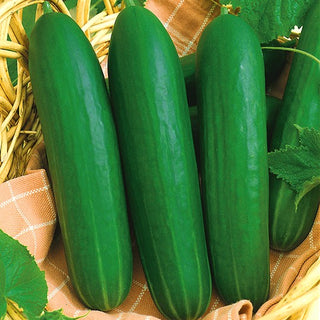 Salatgurke Iwa - Frühe Gewächshaussorte, glatt und lecker
