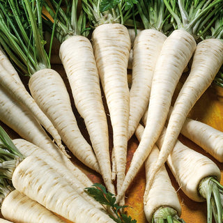 Root Parsley Alba - Resistant and Aromatic - Premium Seeds