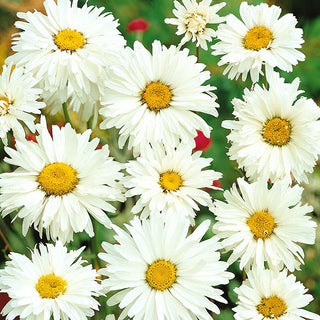 Ox-Eye Daisy Double - Snow-White, Full Flower Clusters, Easy to Grow, Frost-Resistant - Chrysanthemum leucanthemum - Premium Seeds