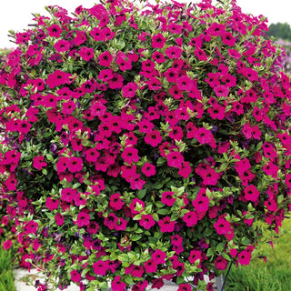 Violet Petunia - Long and Abundant Blooming, Easy Care - Petunia violacea - Premium Seeds