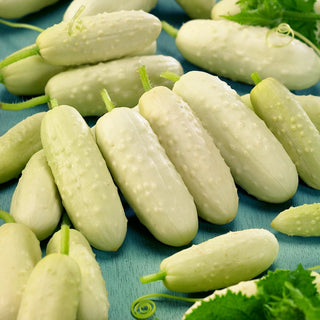 Cucumber White Wonder - Super Productive, Tasty and Easy to Grow, Perfect for Pickling - Premium Seeds