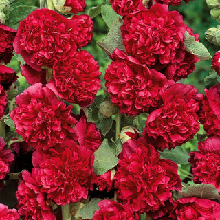 Hollyhock Red - Tall, Easy to Grow, for Cottage Borders - Alcea rosea - Premium Seeds