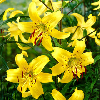 Tiger-Lilie - Yellow Tiger - Lilium - Zieht Blicke auf sich und belebt Beete