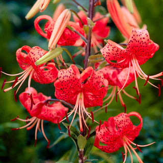 Tiger-Lilie - Red Tiger - Lilium - Intensive Farben, ausdrucksstarker Akzent