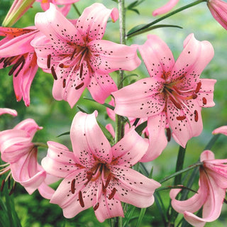 Tiger-Lilie - Pink Tiger - Lilium - Intensiv Rosa in Sommerbeeten