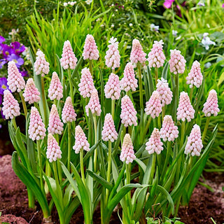 Traubenhyazinthe - Pink Sunrise - Muscari - Natürlicher Charme in Kleiner Form