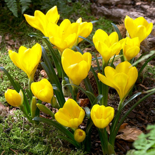 Herbst-Goldbecher - Sternbergia - Subtiler Herbstakzent im Garten