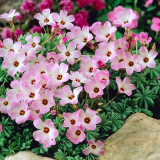 Oxalis - Adenophylla - Oxalis - Miniaturbüsche Schöne Blätter - 5 Knollen