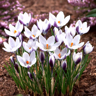 Krokus - Lady Killer - Crocus - Ideal für Gruppenpflanzung - 10 Blumenzwiebeln