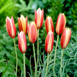 Botanische Tulpe - Cynthia - Tulipa - Frostbeständige Schöne Blüten - 5 Blumenzwiebeln