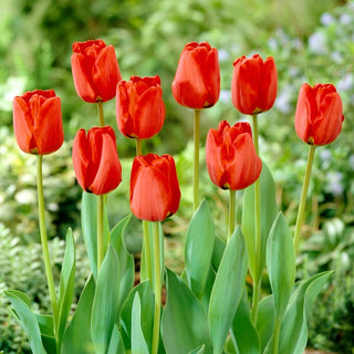 Tulpe - Apeldorn - Tulipa - Rote seidige Blütenblätter - 5 Blumenzwiebeln