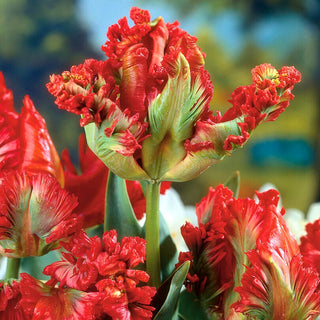 Papagei-Tulpen - Exotic Parrot - Tulipa - Besondere Farbe und Blütenduft - 5 Blumenzwiebeln