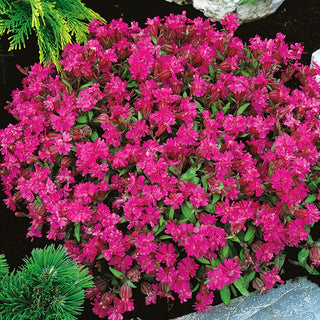 Nodding Catchfly - Cascading Pink Flowers, Low Maintenance - Silene pendula - Premium Seeds