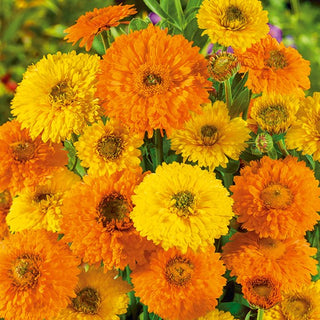 Pot Marigold Greenheart - Beautiful and Striking Flowers, Exceptionally Pretty on Any Border - Calendula officinalis - Premium Seeds