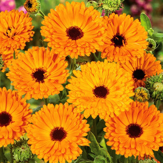 Pot Marigold Indian Prince - King of Summer Flowers - Calendula officinalis - Premium Seeds