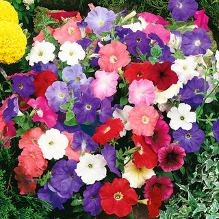 Petunia Mixed - Colourful Flower Festival, Ideal for Balconies and Terraces - Petunia hybrida - Premium Seeds