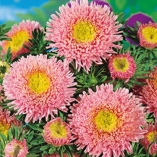 Princess Aster Salmon - Extremely Decorative Flowers Full of Charm - Callistephus chinensis - Premium Seeds