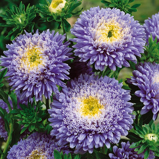 Princess Aster Blue - Unmatched Decoration for Any Border - Callistephus chinensis - Premium Seeds